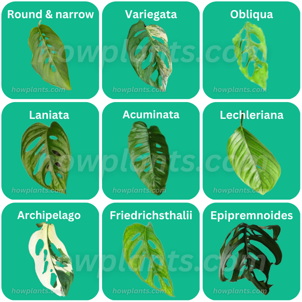 All the available varieties of Monstera