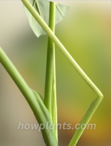 Bending, Dropping and wilting of Monstera Stem