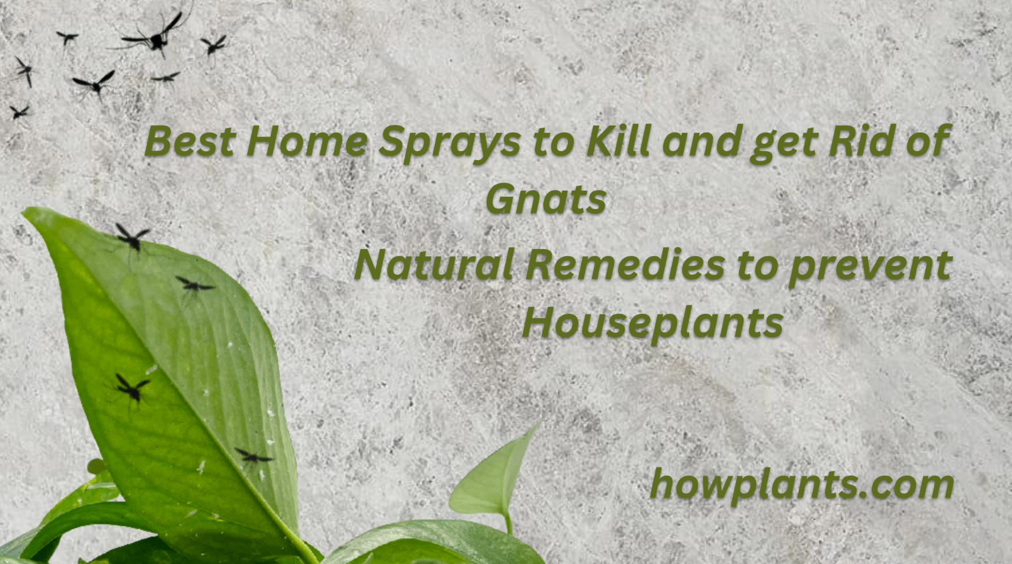 Natural Remedies To Prevent Houseplants Best Home Sprays To Kill And   Best Home Sprays To Kill And Get Rid Of Gnats Natural Remedies To Prevent Houseplants 2048x1141 