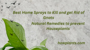 Natural Remedies to prevent Houseplants