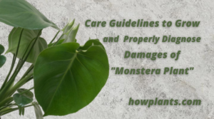 Guidelines to Grow Monstera Plant