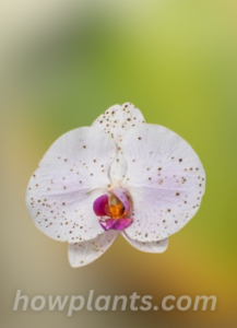 Disease and pests attacked Phalaenopsis orchids