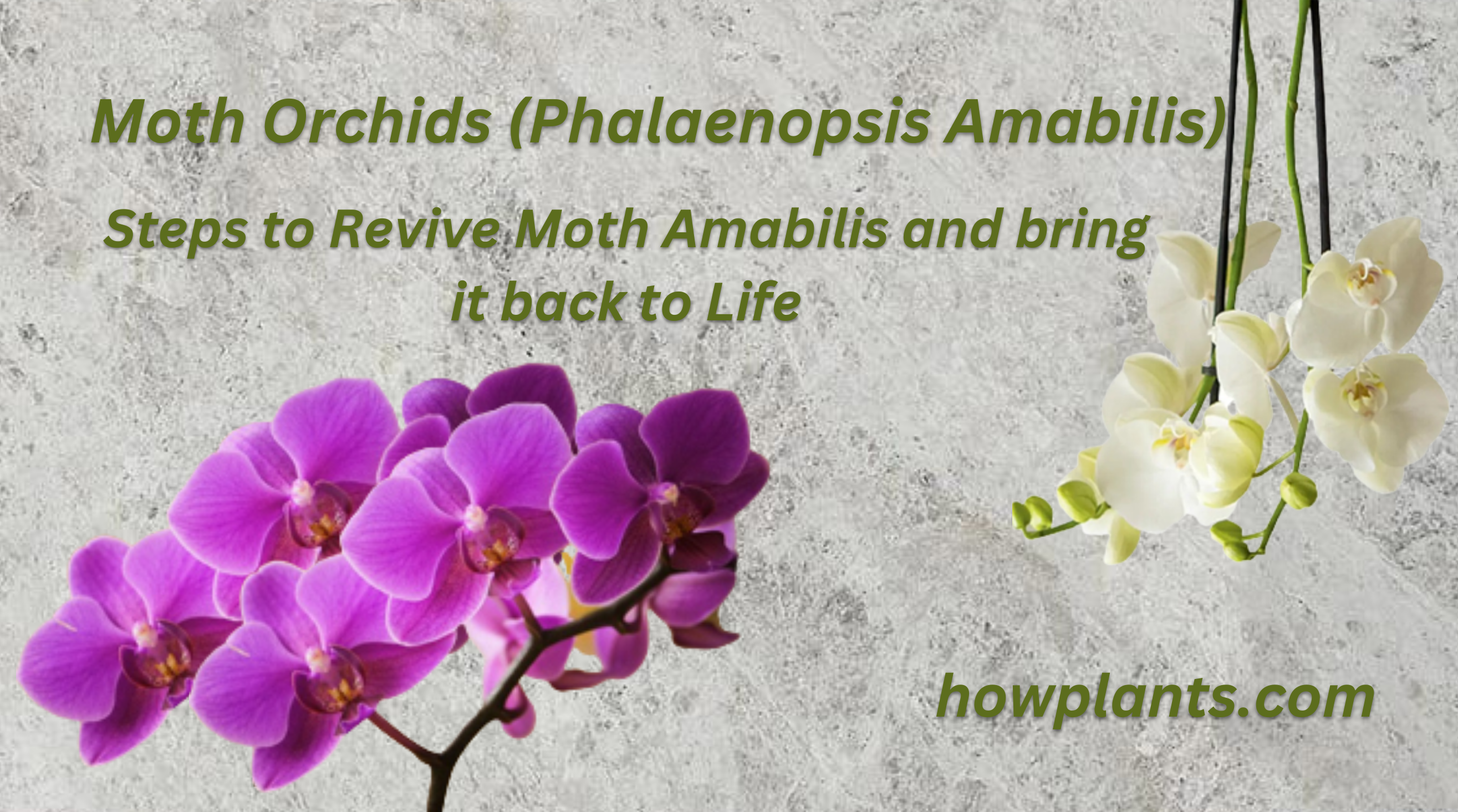 Steps to Revive Moth Amabilis and bring it back to Life