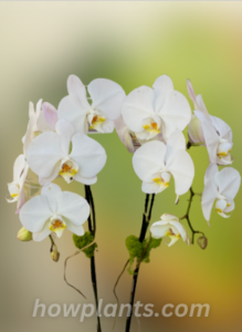 Phalaenopsis orchids rebloom