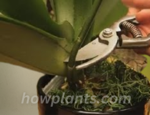 How to treat an orchid's root rot by removing dead roots and the procedure of cutting dead roots