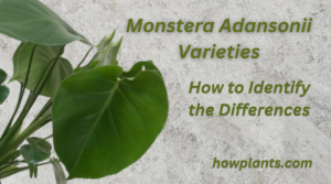 Monstera Adansonii Varieties How to Identify the Differences in Monstera
