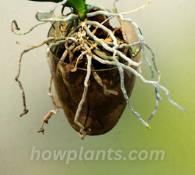 How to save if roots of an Orchid dies,