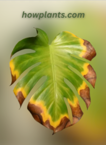yellow and brown spots on Monstera Leaves