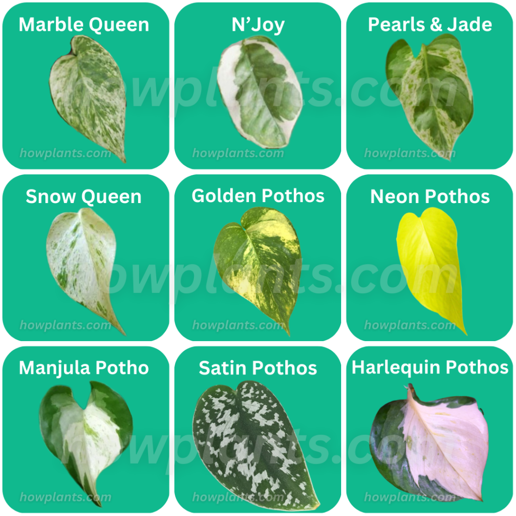 All types of Variegated Pothos 