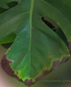 Edges of Monstera Leaves become brown