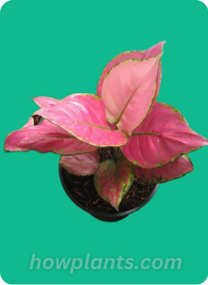 Aglaonema Pink anyamanee Plant (Chinese Evergreen)