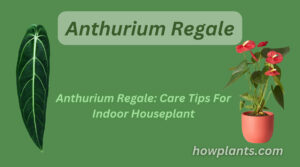 anthurium regale care tips for indoor houseplant