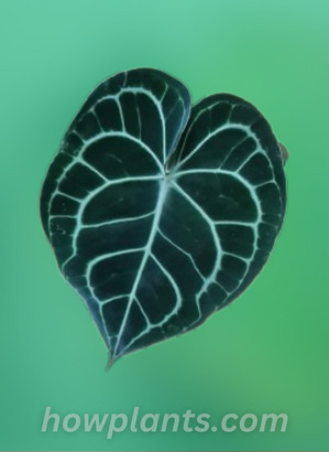 anthurium clarinervium