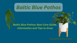 baltic blue pothos best care guide, information and tips to grow