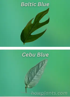 baltic blue pothos vs cebu blue pothos