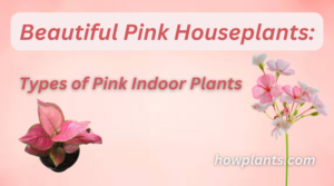 Types of Pink Indoor Plants