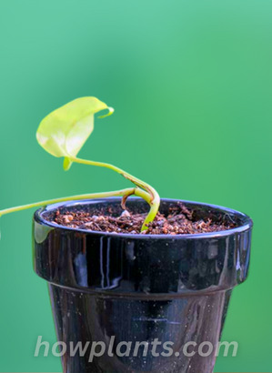 how should stem cutting of golden pothos be planted into the soil