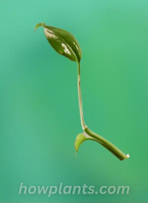 how to propagate baltic blue pothos