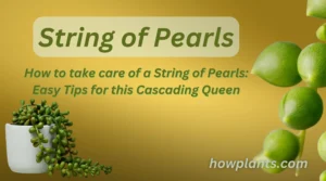 How to take care of a String of Pearls: Easy Tips for this Cascading Queen