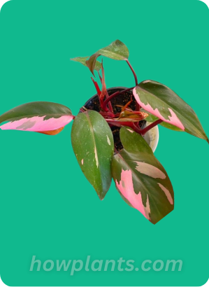 Imperial Red Philodendron