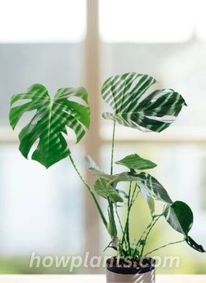 light requirements of monstera albo