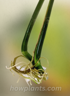 Monstera Roots develops from Nodes