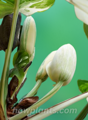 Flowers Appearance