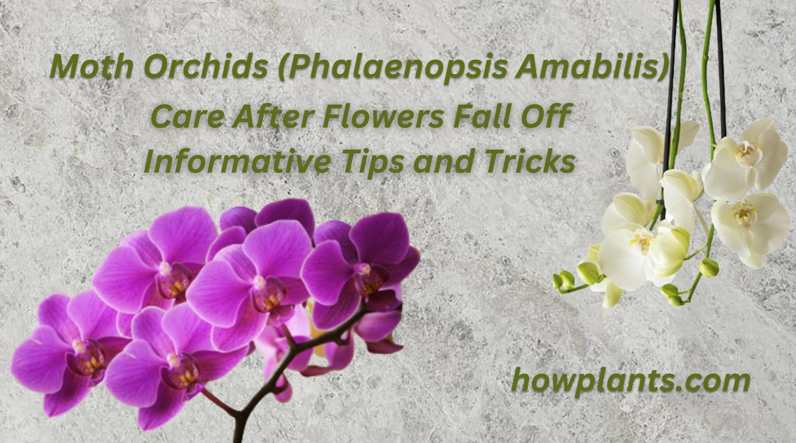 Moth Orchids (Phalaenopsis Amabilis) Care After Flowers Fall Off Informative Tips and Tricks