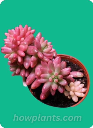 Pink Jelly Bean Plant