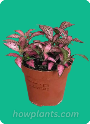 Pink Nerve Plant (Fittonia or Mosaic Plant)