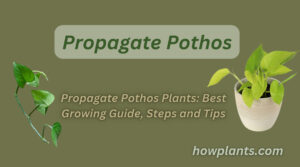 Propagate Pothos Plants Best Growing Guide, Steps and Tips