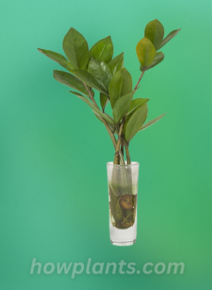 Root ZZ Plant Stem Cutting in Water