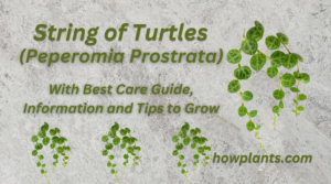 “String of Turtles (Peperomia Prostrata) Plant” Best Care Guide, Information and Tips to Grow for Beginners