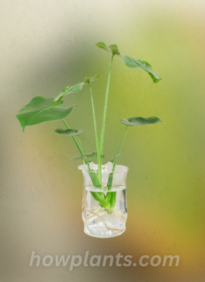 Transfer Monstera cutting into Water Jar having rooting hormone