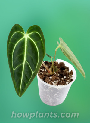 when to replant the anthurium regale