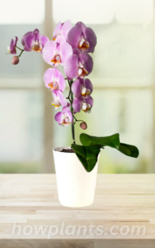 Where to locate our Phalaenopsis Orchids for enough Light and Shade
