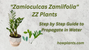 Step by Step Guide to Propagate Zamioculcas Zamiifolia Plant in Water
