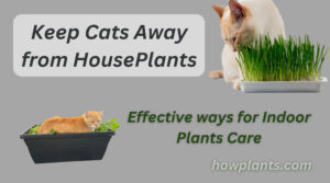 keep cats away from houseplants effective ways for indoor plants care
