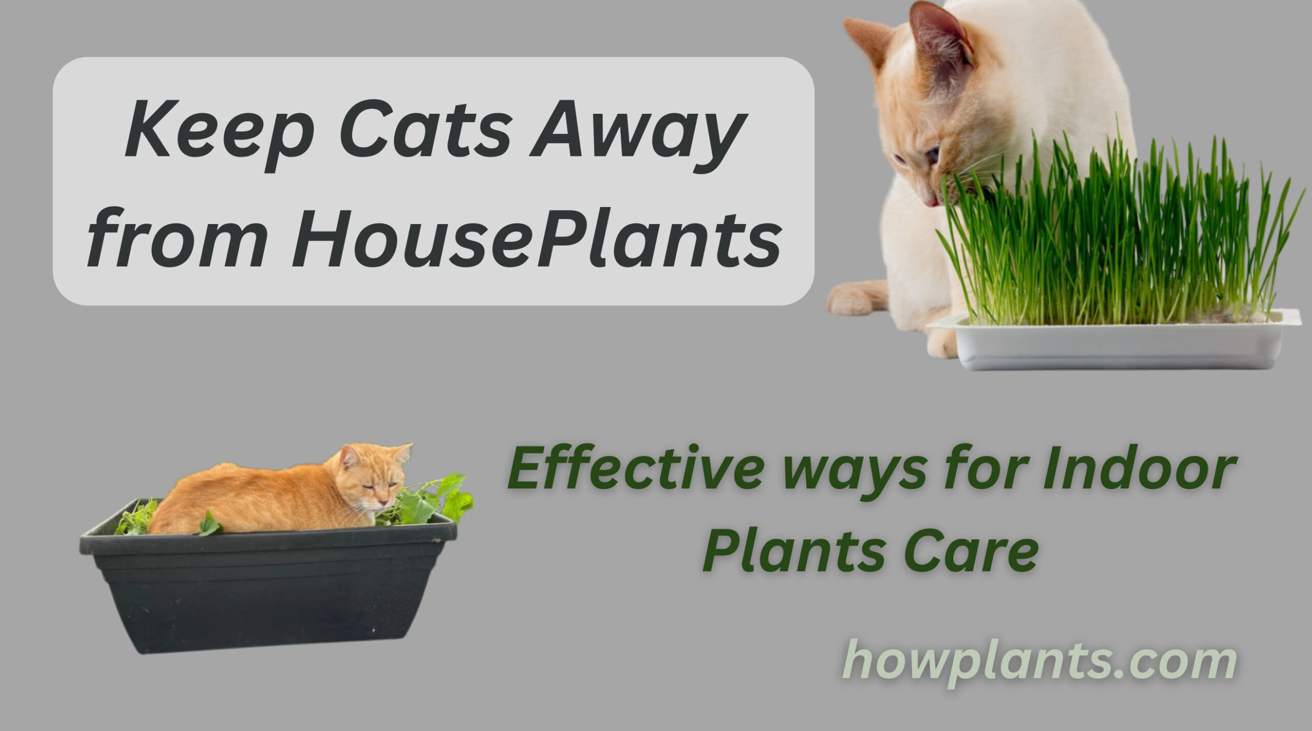 keep cats away from houseplants effective ways for indoor plants care