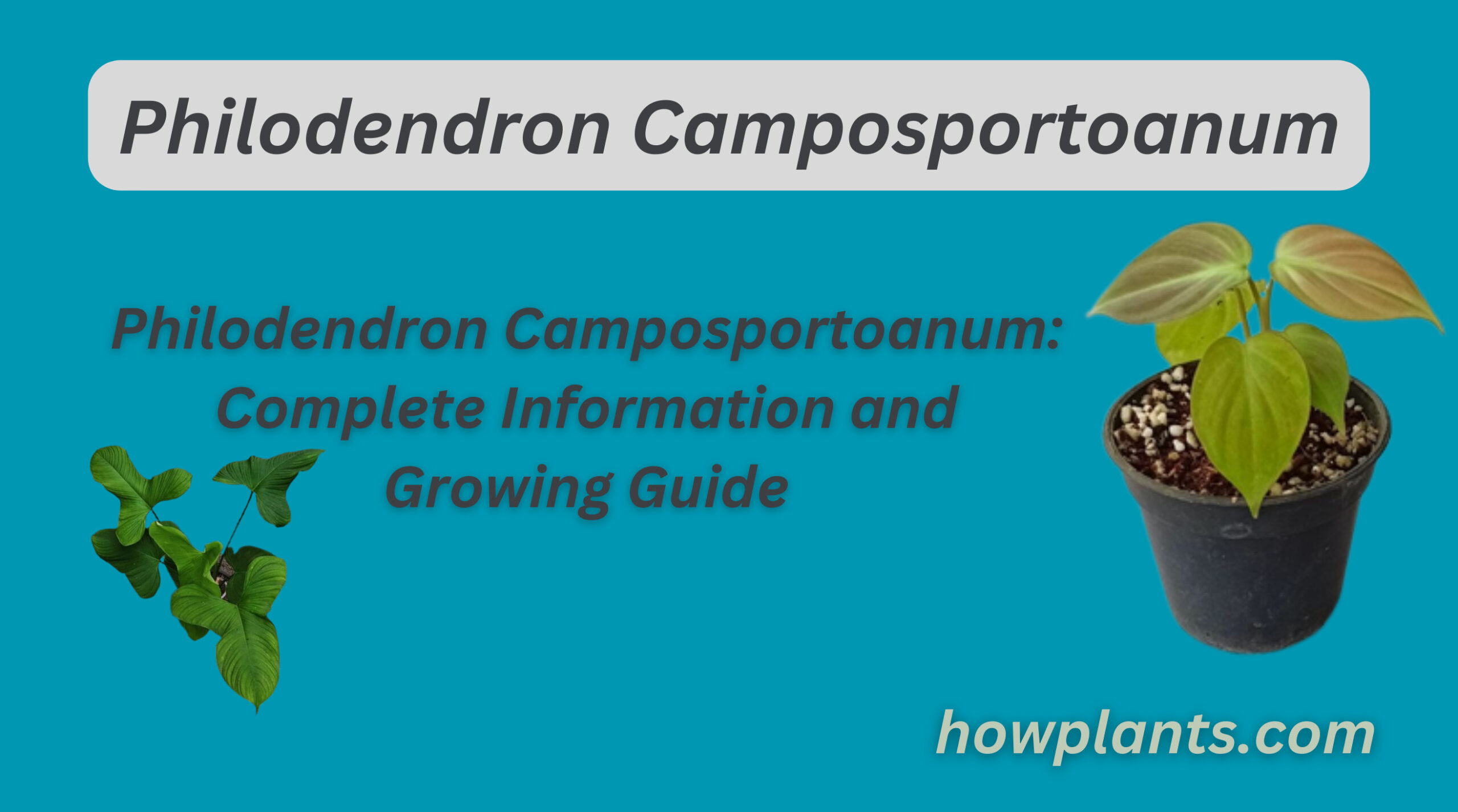 Philodendron Camposportoanum