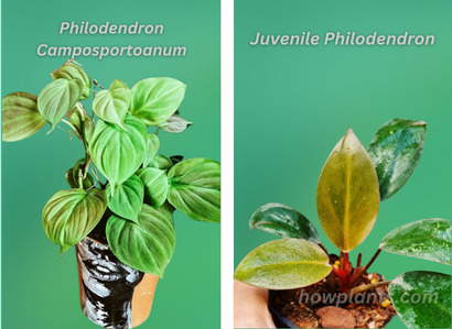 philodendron camposportoanum vs juvenile philodendron
