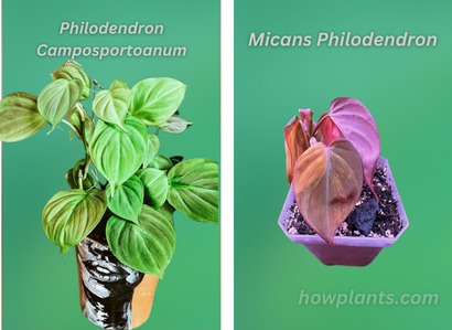 philodendron camposportoanum vs micans philodendron