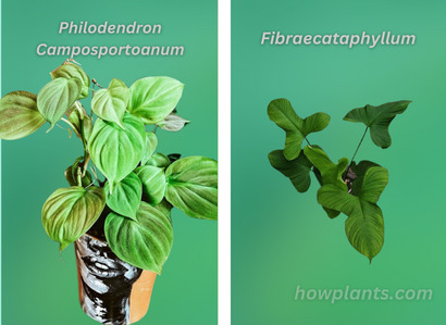 philodendron camposportoanum vs fibraecataphyllum