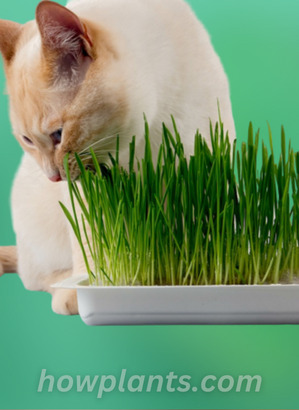 pic of cat grass