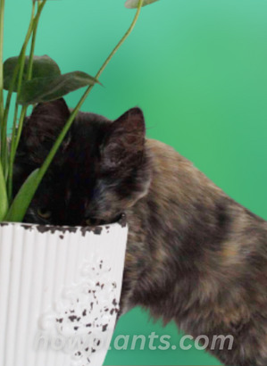 pic of cat playing with plant