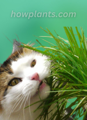 pic of a cat eating the plant
