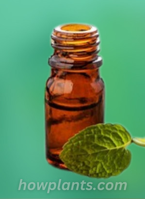 pic of peppermint oil bottle having no tags