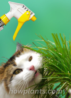 pic of pot having cat on it and a spray bottle by which plant is being sprayed