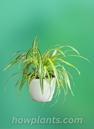 pic of spider plant