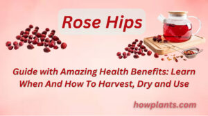 Rose Hips Guide with Amazing Health Benefits Learn When And How To Harvest, Dry and Use